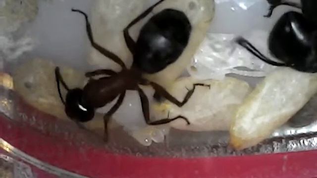 Коконы крылатой  кампонотус геркулеанус Camponotus herculeanus - Красногрудый муравей древоточец