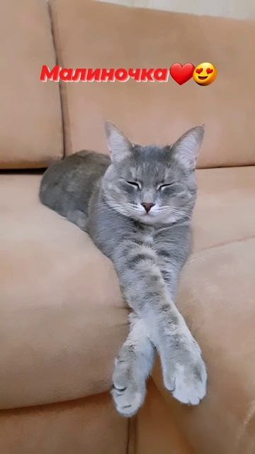 Кошечка Малинка в добрые руки 🤗