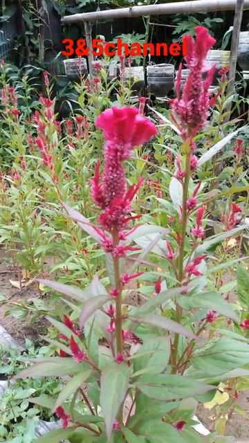Beautiful make flower in home garden 1
