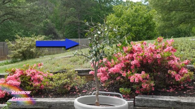 Subtropical Container Garden (Zone 6b) Pomegranates! Kaffir Lime, Galangal, Lemongrass in Smart Pot