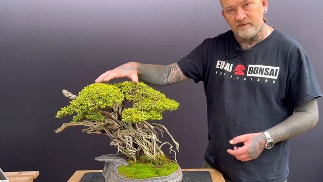 Lonicera/Honeysuckle Bonsai
