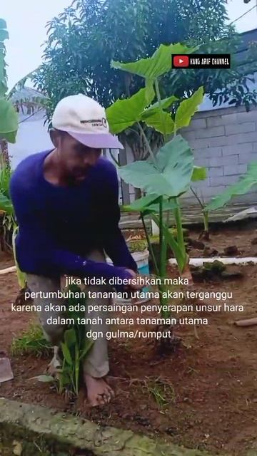 Penyiangan Gulma Pada Tanaman Talas Beneng Di Pekarangan
