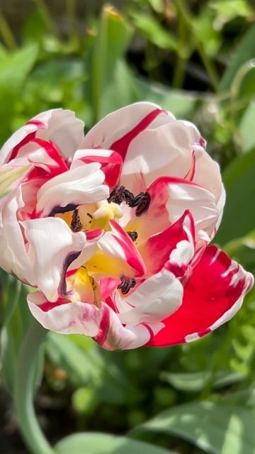 The tulip magic in my spring flower garden in 2024. #tulip #tulips #tulipseason #spring