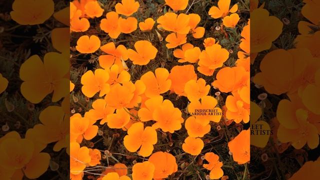 The Song from Moulin Rouge