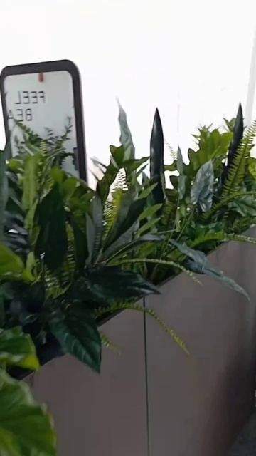 Вставки с растениями в напольные кашпо от 5000₽ за пог.м.