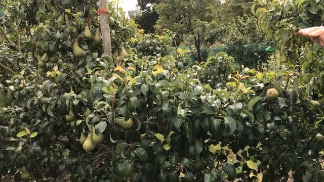Pruning pear trees in August and September