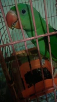 Eating Sunflower seeds ❤#alexander #parrots #ytshorts #youtube #viral