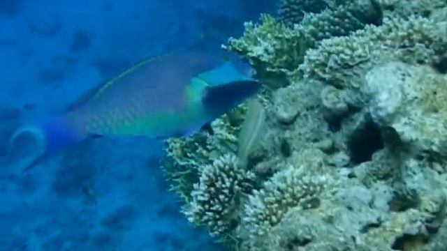 Parrot-fish.avi