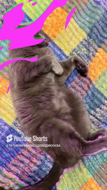 🔴КОТ СМОКИ🔴