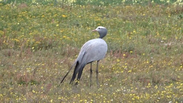 Blue cranes, Southern black korhaan, Grey-winged francolin & Cape spurfowl