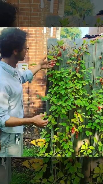 Need a shade tolerant fruiting vine? Try out Schisandra
