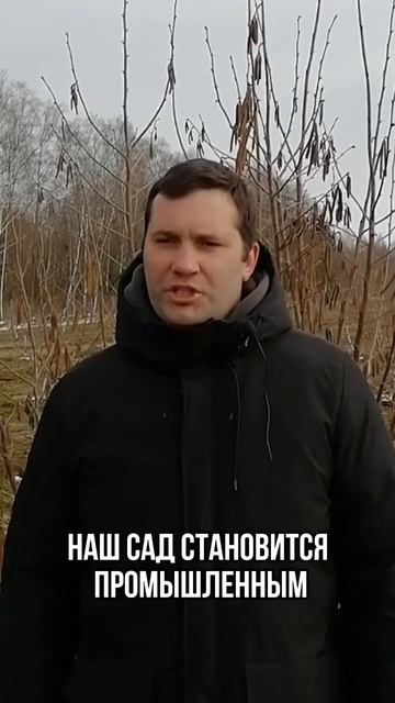 Весной начали готовить участок под посадку–осенью мы уже заложили сад. #фундук #саженцы #бизнес #са