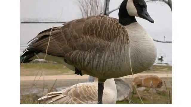 Birds swans geese sound