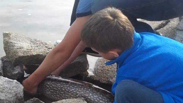 12.5 lb NORTHERN PIKE at Calamus