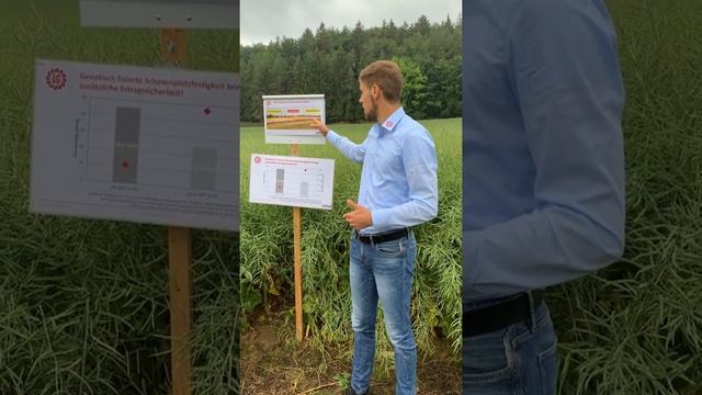 Die Schotenplatzfestigkeit im Raps - welche Vorteile das bringt erläutert Enrico Wülk