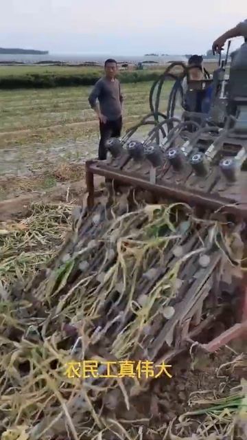 Onion farming machine  new farming technology   2021 #Shorts