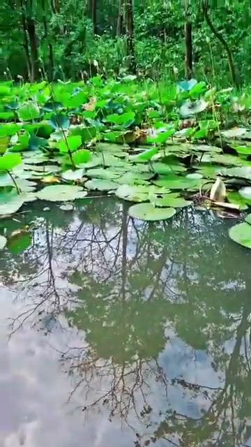 Green nature 💚💚 Lotus leaves#love #shorts
