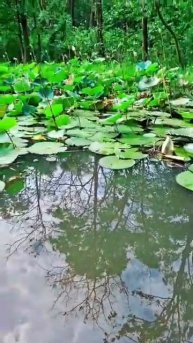 Green nature 💚💚 Lotus leaves#love #shorts