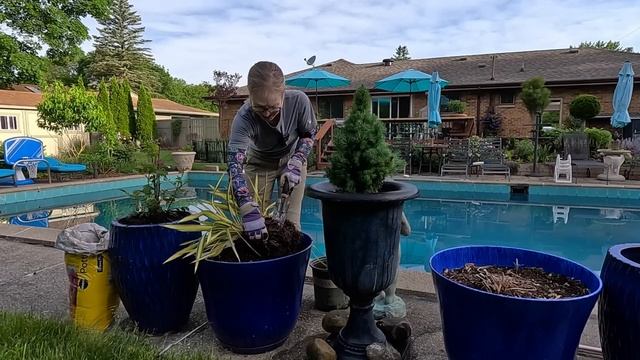 Planting Sun Containers in Potager & Poolside ~ Evergreens, Hydrangeas & Vinca 🌸🦋🌺// Suburban Oasis