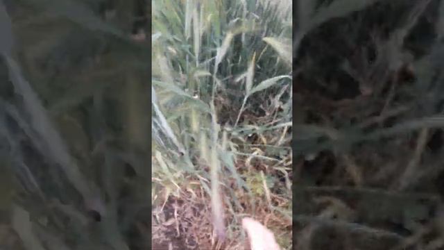 демо кусочек