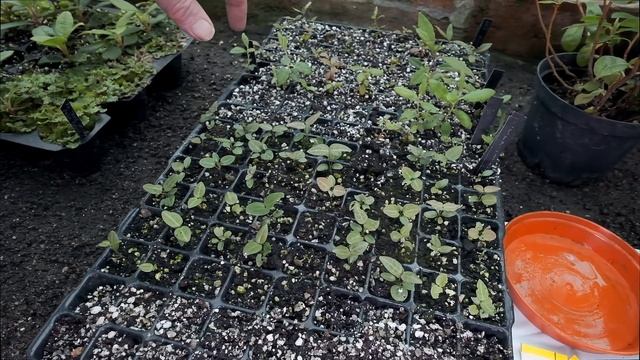 Growing on Rhododendron seedlings  - Burncoose Nurseries