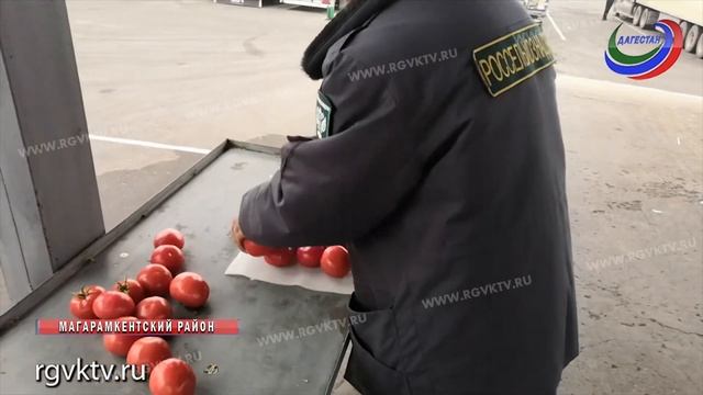 Томаты с молью возвращены в Иран