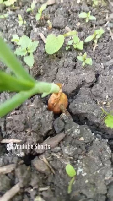 Удобрение НИТРОАММОФОСКА