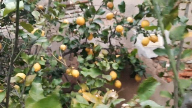 Лимончики,вы мои лимочики...