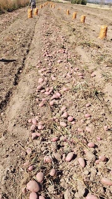 Герезе средне поздний сорт  картофель. Ысык Кол 2022.