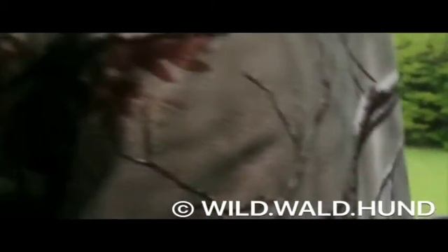 Überläufer wird erlegt | wildboar hunt | Wildschwein wird erlegt