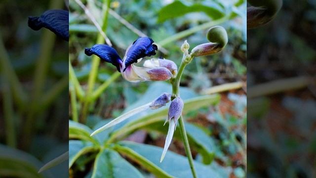 Iris unguicularis #iris #plant #flower #garden