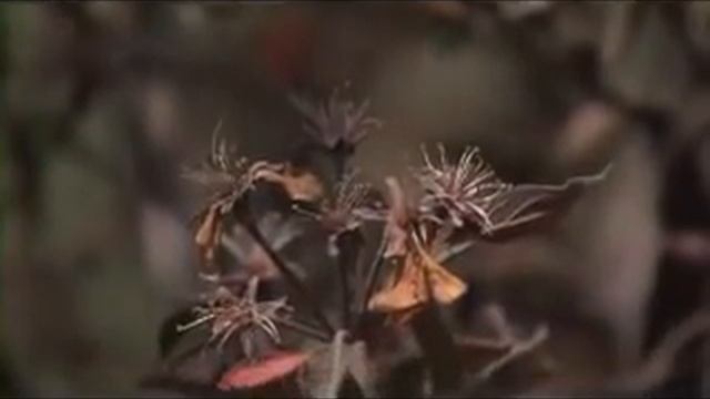 Classic Landscaping 614 - Strathmore Crabapple Trees
