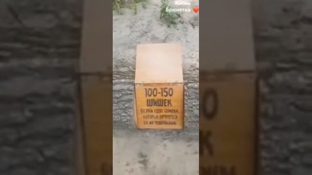 К нам прибежала ящерица.