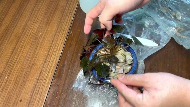 クリプトコリネ・ストリオラータを仮植えする
