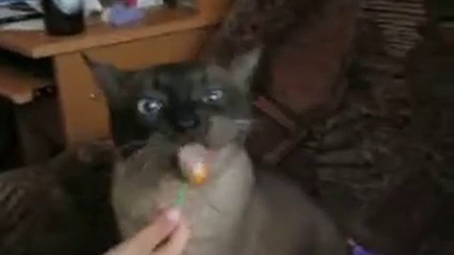 Антон ест чупа-чупс