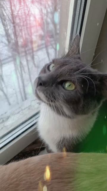 Мои котики 😺😺