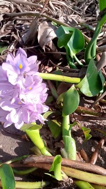 bees being bees,water hyacinth honey, anyone?