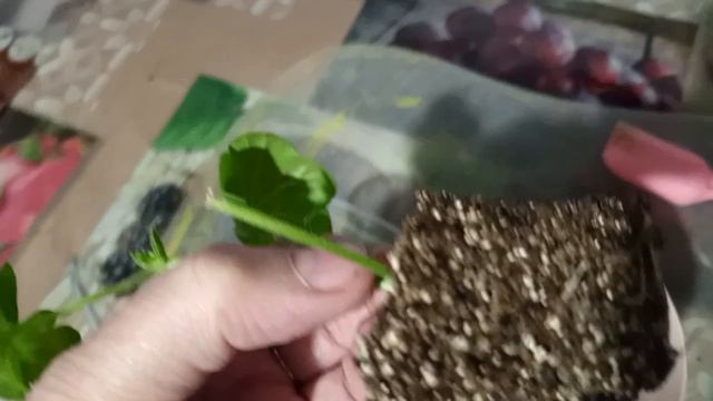 ПЛЮЩЕЛИСТНАЯ ПЕЛАРГОНИЯ .КОРНИ ОТЛИЧНЫЕ,МОЖНО ВЫСАЖИВАТЬ.