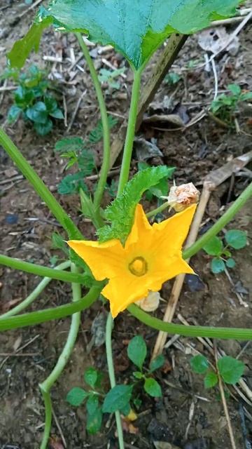 zuchini flower wow#short#gardeningforfood