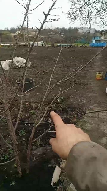 Пересаживаю абрикосы. Им уже 4 года. 21.032023. эксперименты дяди Вити.