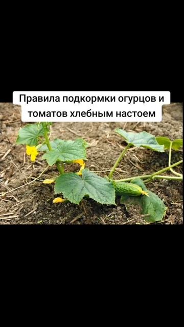 Правила подкормки огурцов и томатов хлебным настоем