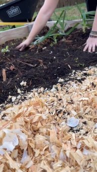 Round two of #plantinggarlic in the #garden. This variety is called #Music. #garlic #gardening