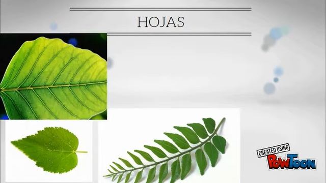 Biologia plantas ,flores , raices , hojas