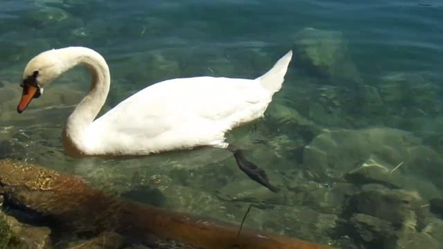 Dog and a white swan. Lake Bled, Slovenia. Swan eating grass.