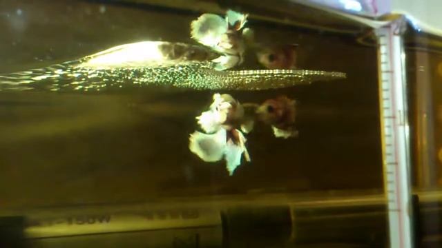 Puesta HMPK Red Salamander Dumbo X CTPK (f1) Lavander BettaSalamanca
