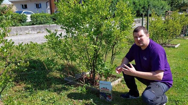 Gnojenje ameriških borovnic