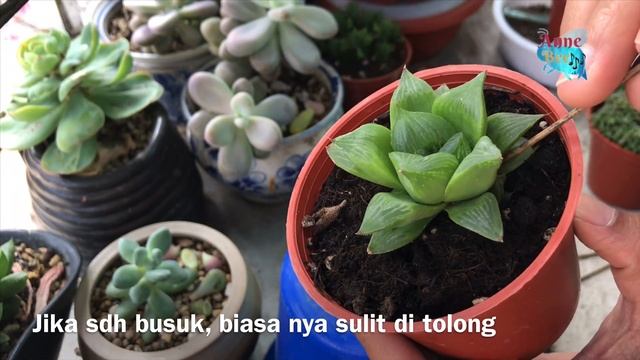 Sukulen unik haworthia retusa | cara merawat sukulen 4K