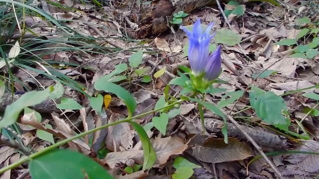 リンドウ/Gentiana scabra 11_181028_ ガイコツ山