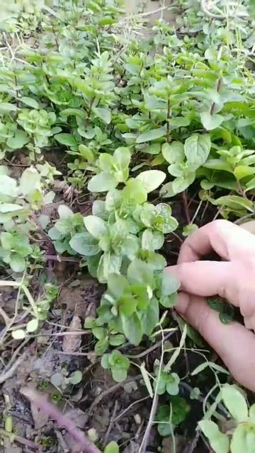 How to grow mint from cuttings/mint growing in water and soil#mint#shorts