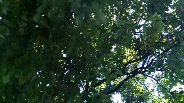 Падающие фрукты прямо на тротуар в Анапе